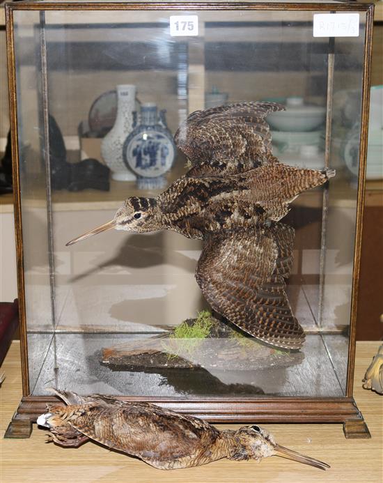 A taxidermic woodcock, in a glazed case and a similar hanging woodcock, case 52cm